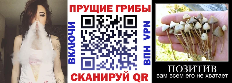 купить закладку  Новопавловск  Галлюциногенные грибы GOLDEN TEACHER 